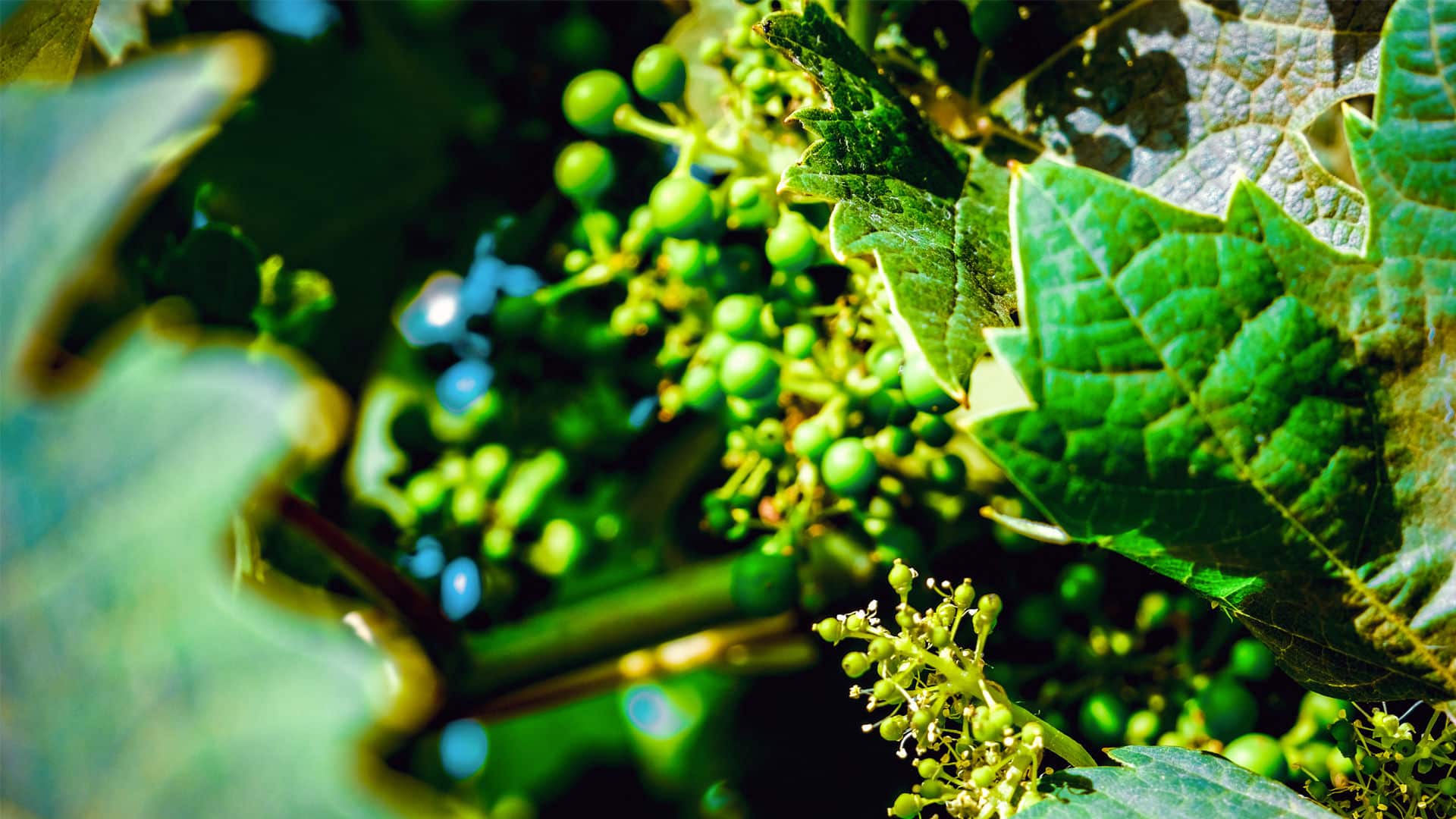Agricola Felline, galleria fotografica