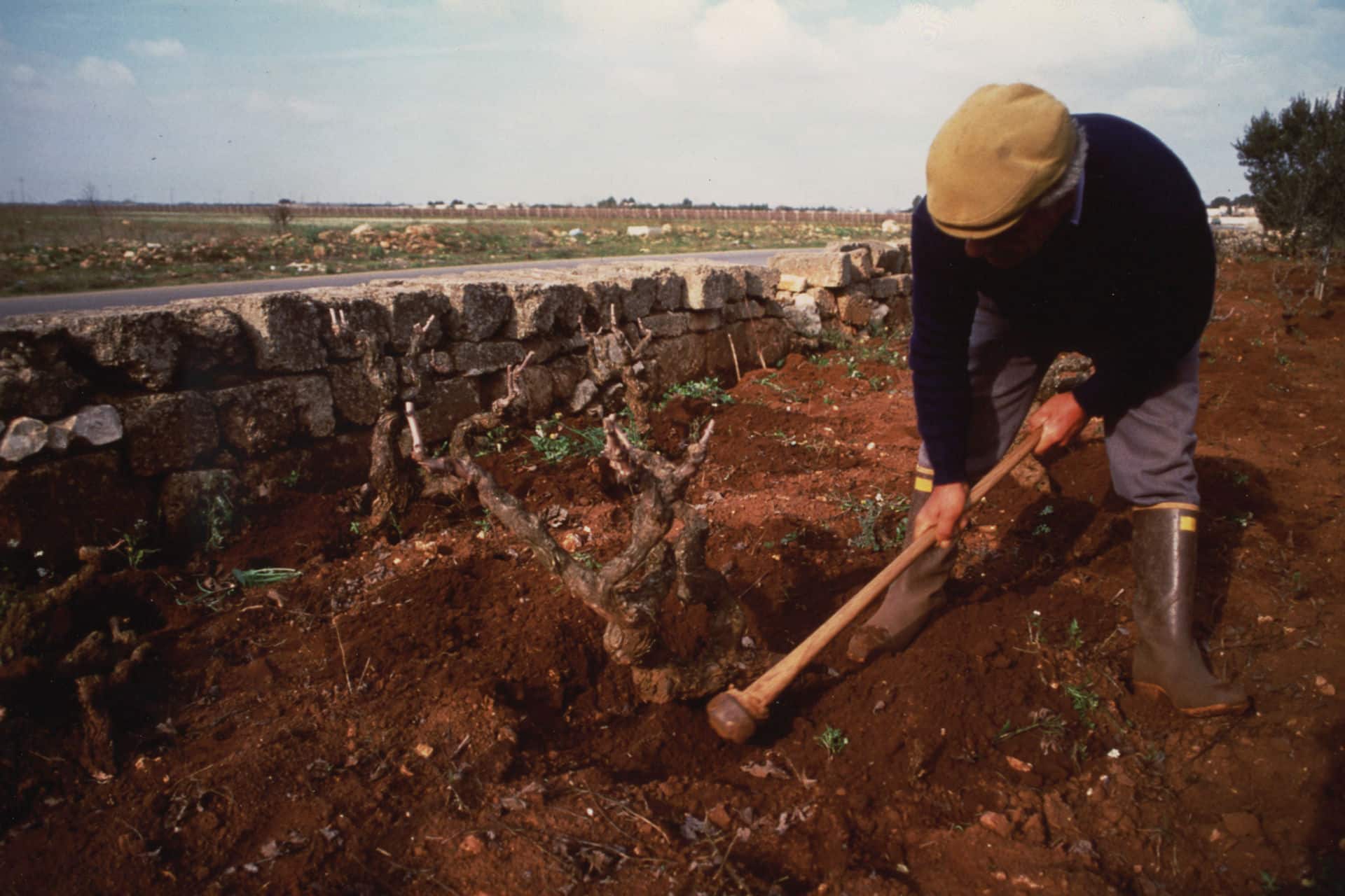 Agricola Felline, galleria fotografica