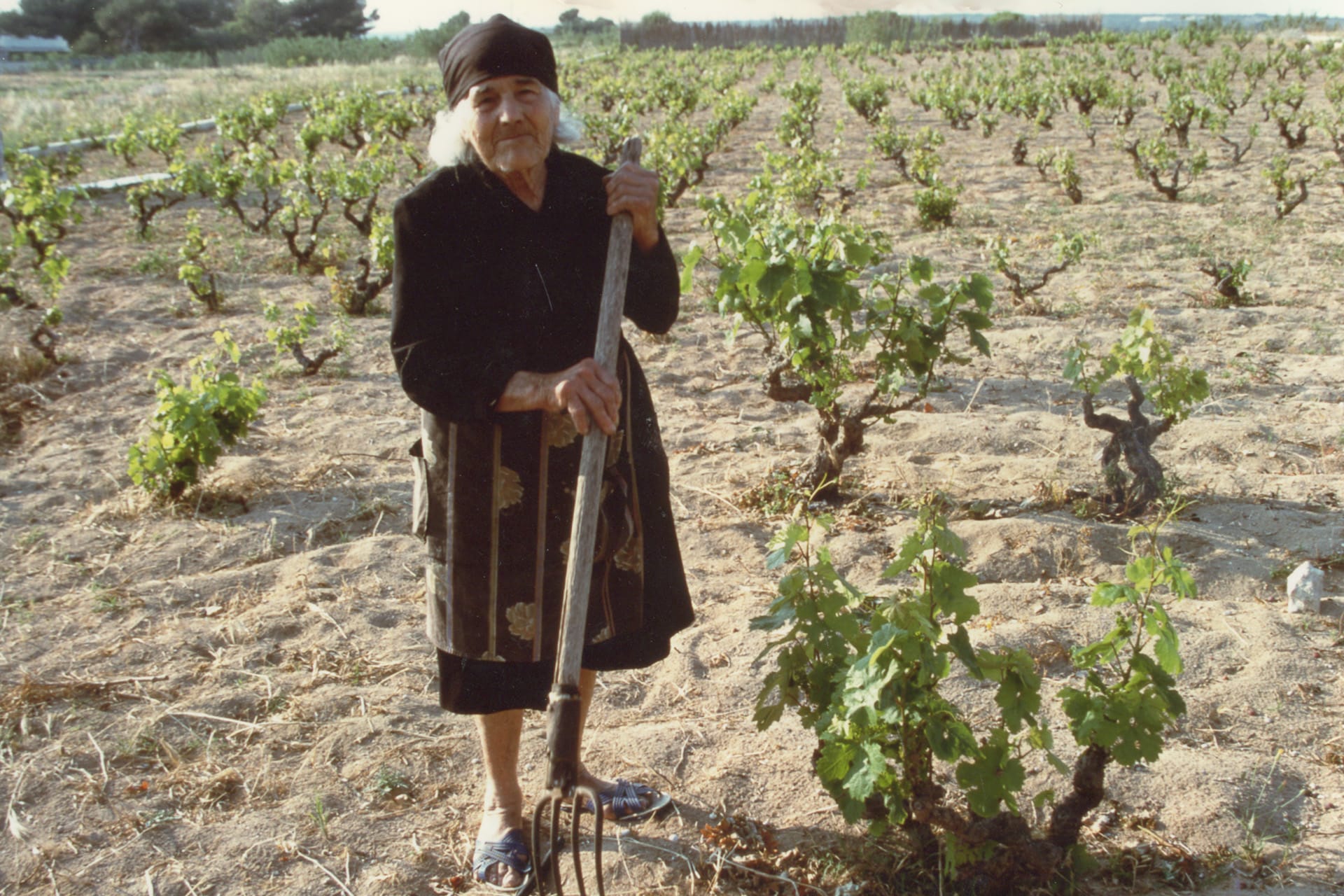 Agricola Felline, galleria fotografica