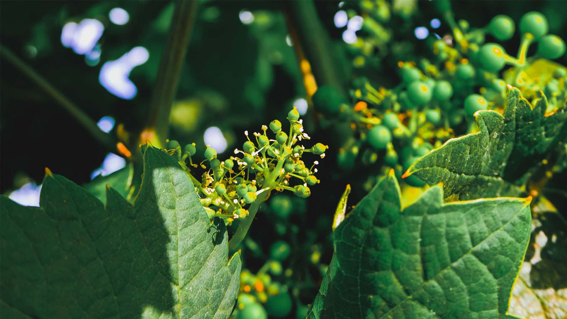 Foglia di vite e biodiversità nei vigneti Felline