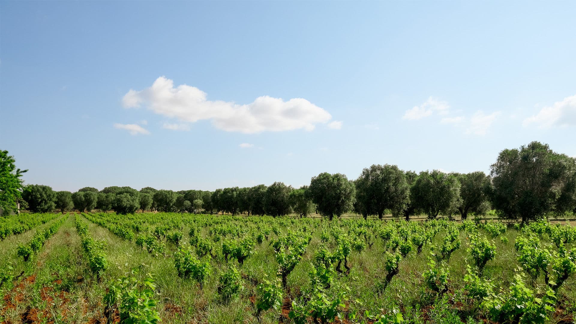 Agricola Felline, galleria fotografica