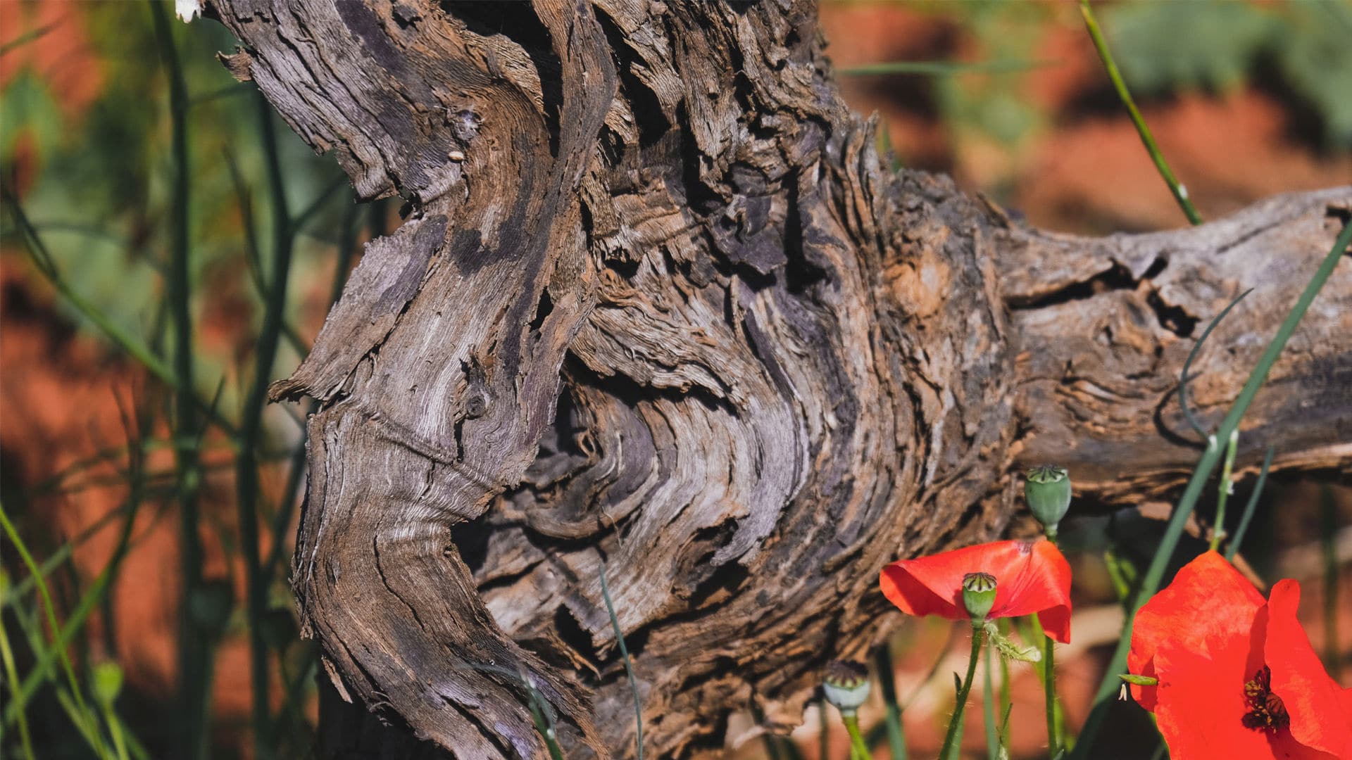 Agricola Felline, galleria fotografica