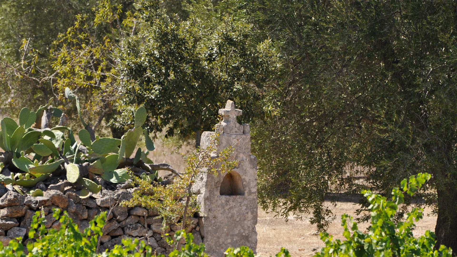 Agricola Felline, galleria fotografica