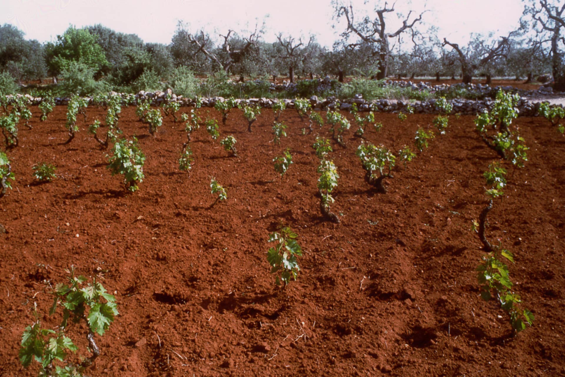 Agricola Felline, galleria fotografica
