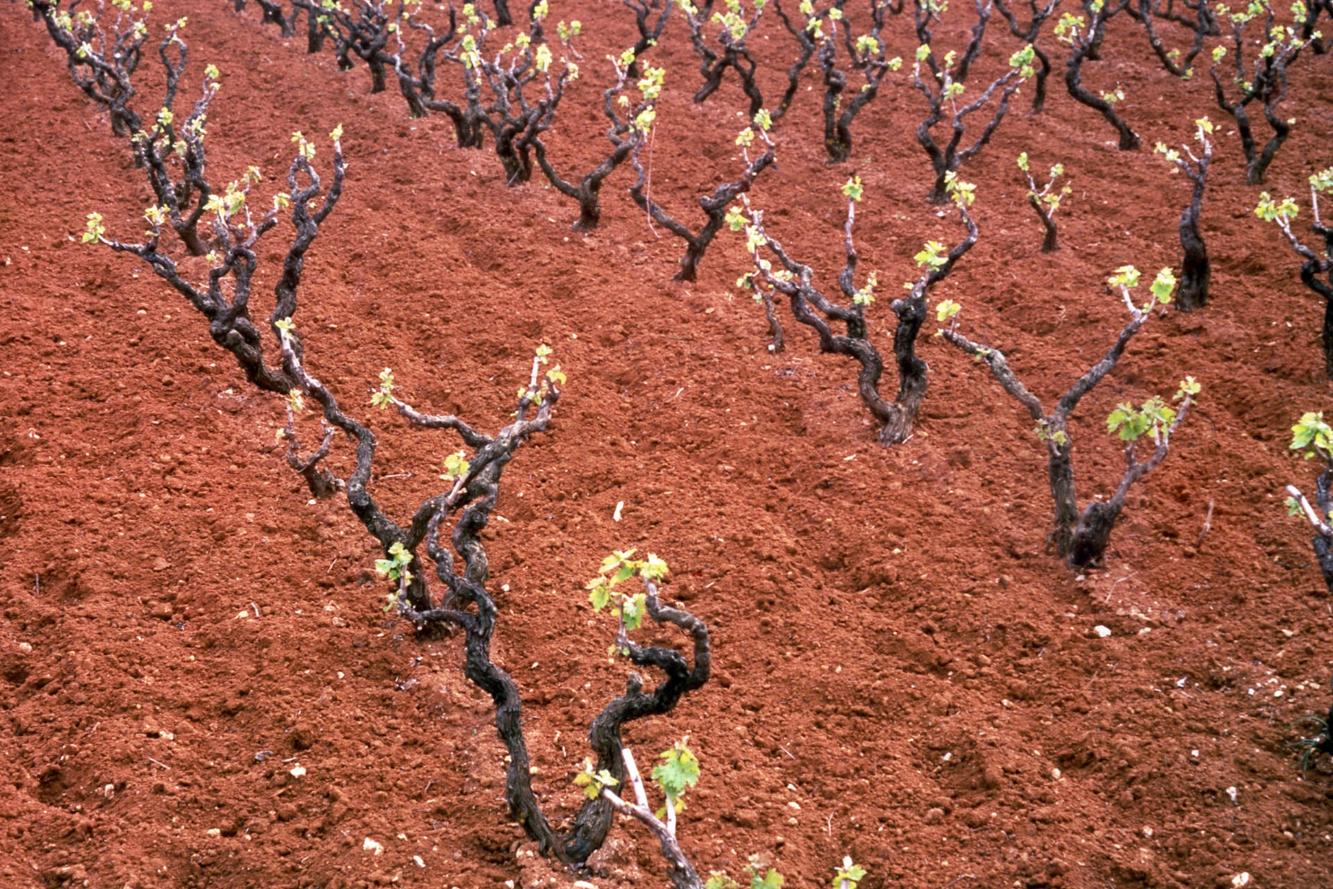 Agricola Felline, galleria fotografica